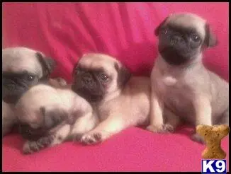 a group of pug puppies sitting on a red blanket